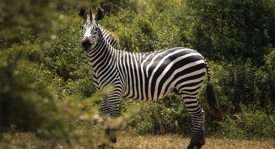 Zebra Serengeti Tanzania